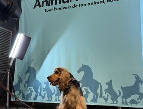 Agrandir l'image, .JPEG 2,0 Mo (fenêtre modale)